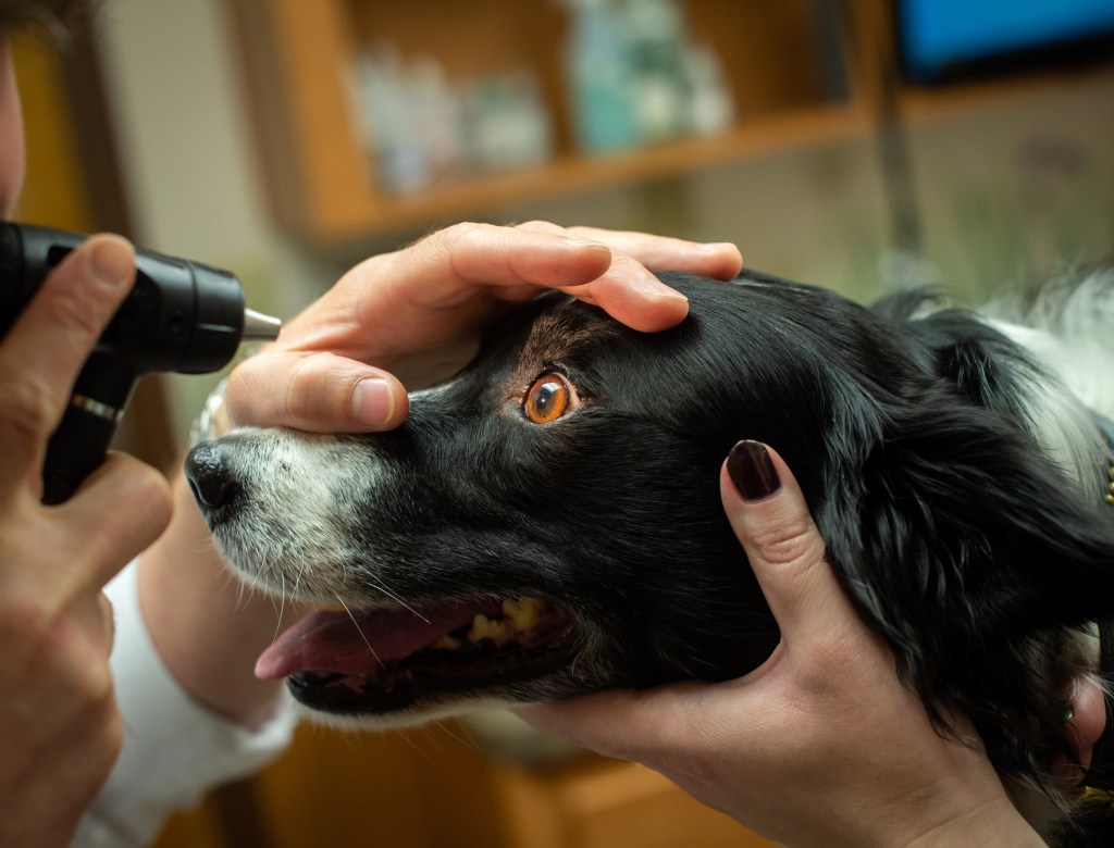 Ein Hund wird auf Heterochromie untersucht.
