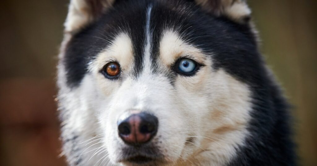 Heterochromie bei Hunden: Symptome, Ursachen und Behandlungen