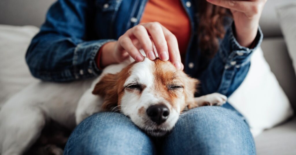 Das Streicheln von Hunden kann Ihre geistige Gesundheit verbessern