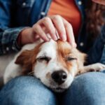 Das Streicheln von Hunden kann Ihre geistige Gesundheit verbessern