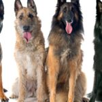 4 Arten belgischer Schäferhundrassen