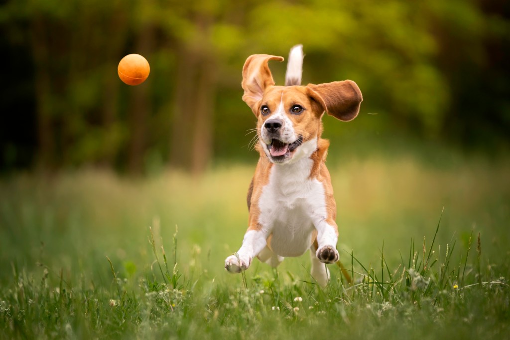 Beagle rennt dem Ball im Gras hinterher.