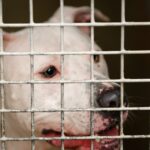 18 Hunde aus Georgia Dog Fighting Ring zur Einschläferung beschlagnahmt