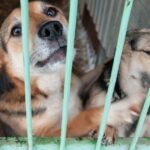 22 Hunde aus Einrichtung in Minnesota gerettet