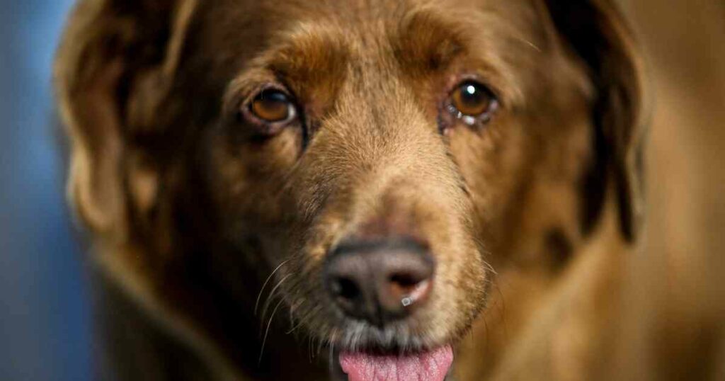 Ältester Hund der Welt stirbt mit 31 Jahren