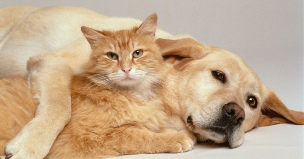 Aktuelle Studie zeigt, dass Tierbesitzer Hunde mehr lieben als Katzen
