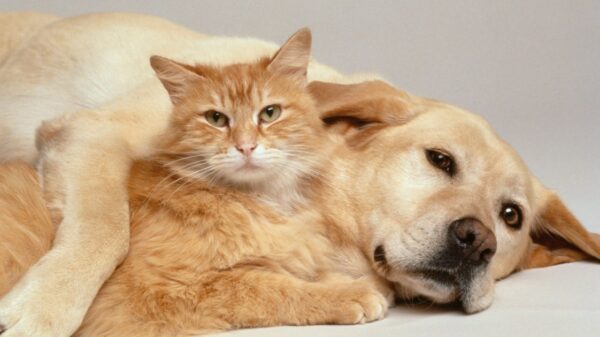 Aktuelle Studie zeigt, dass Tierbesitzer Hunde mehr lieben als Katzen