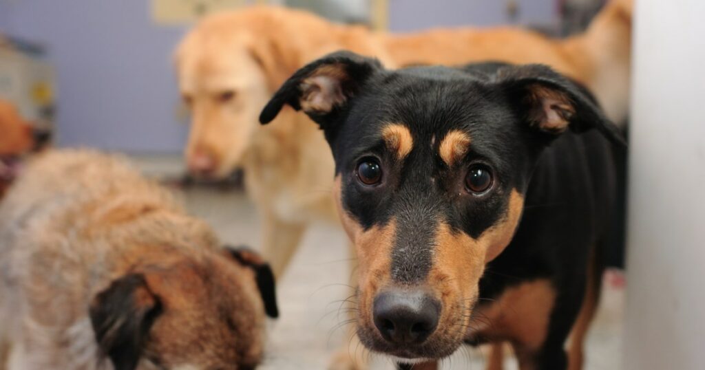 Animal Humane Society kümmert sich um 30 aus der Rettung beschlagnahmte Hunde
