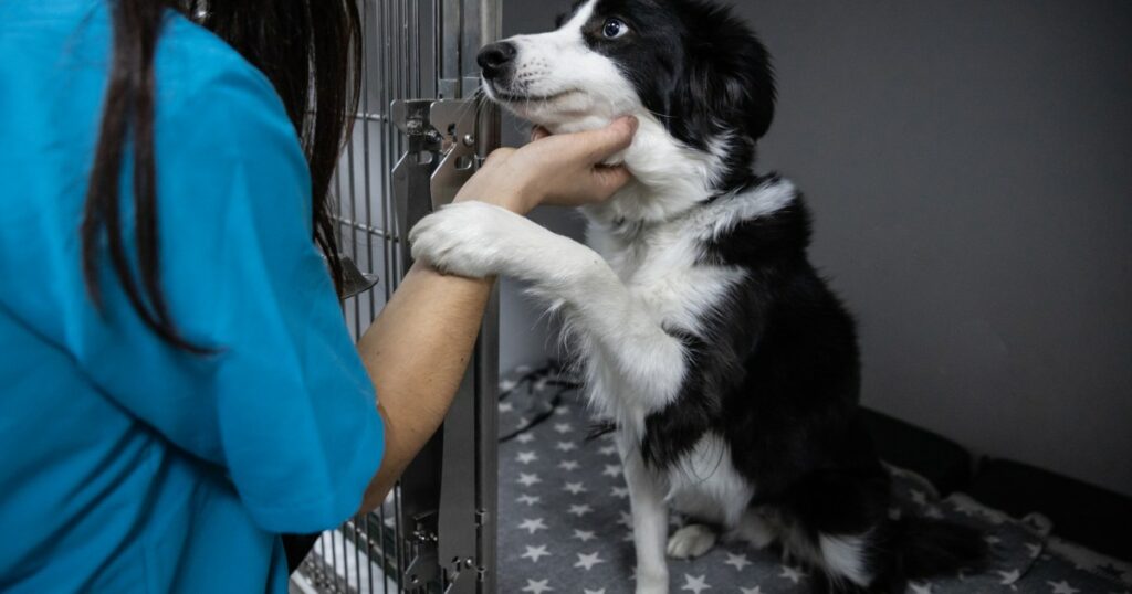 Ausbruch der Hundegrippe erzwingt Schließung des Tierheims in North Carolina