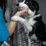 Ausbruch der Hundegrippe erzwingt Schließung des Tierheims in North Carolina