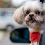 Auto der Familie Atlanta mit Hund darin gestohlen