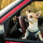 Auto des DoorDash-Fahrers mit Chihuahua darin gestohlen
