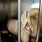 Cincinnati Animal Shelter unterbricht Hundebetrieb