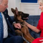 Der Hund von Präsident Biden verlässt das Weiße Haus