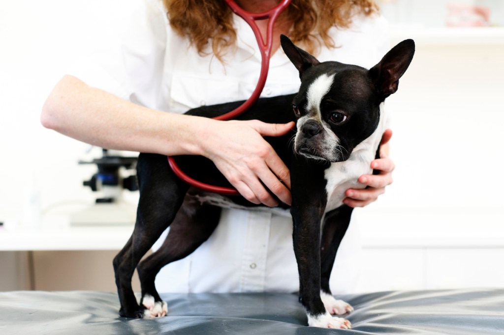 Ein Hund wird auf Anzeichen einer diffusen idiopathischen Skeletthyperostose (DISH) untersucht.