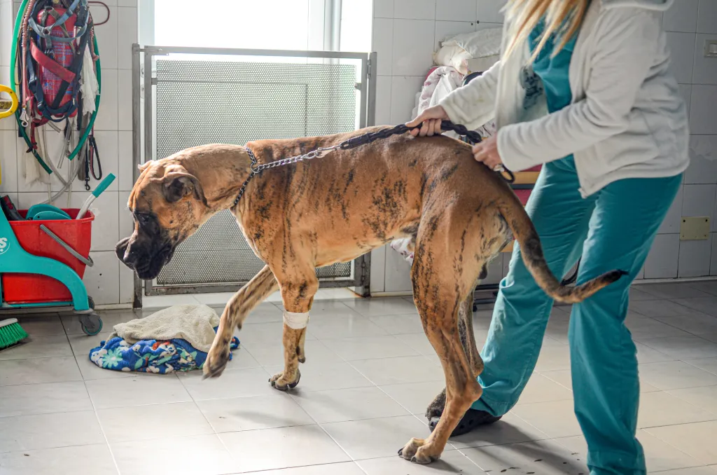 Eine Deutsche Dogge wird auf Diskospondylitis (Discospondylitis) untersucht.