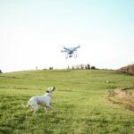 Drohne entdeckt, dass blinder Hund seit 3 ​​Tagen vermisst wird