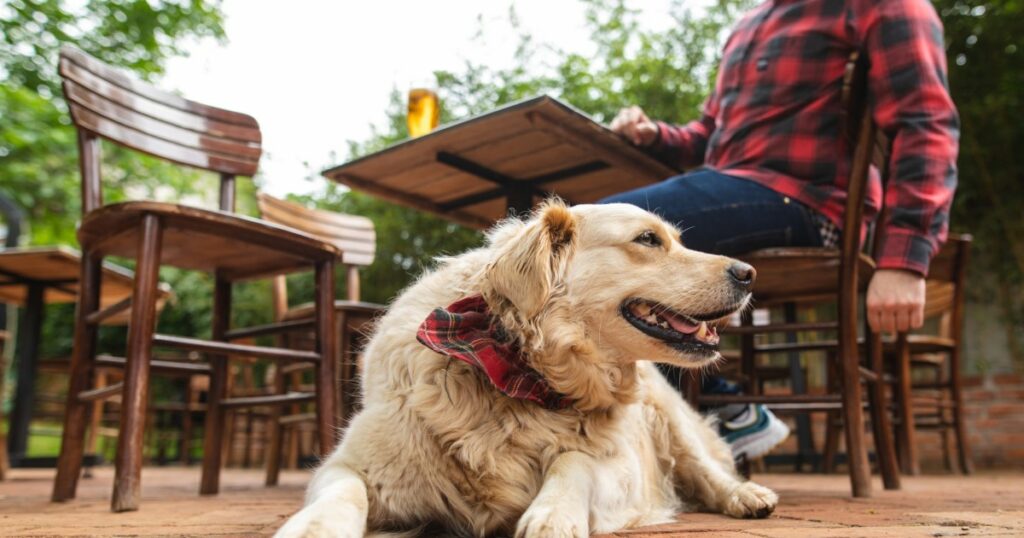 Eröffnung einer Bar und Park für Hunde ohne Leine in Denver