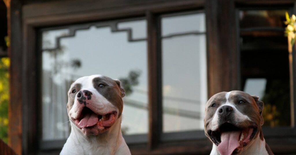 Floridas aktualisiertes „Gefährliche Hunde“-Gesetz verbietet kommunale Verbote für Pitbulls