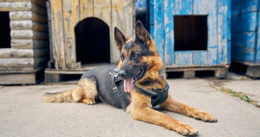Geschlagener Deutscher Schäferhund von Polizisten adoptiert
