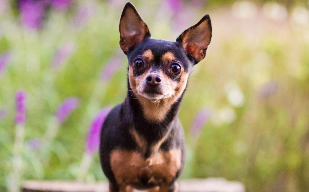 günstigste Hunderasse Chihuahua im Stehen