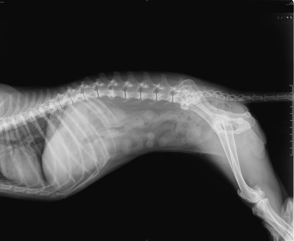 Ein Hund wird einer Röntgenaufnahme unterzogen, um Halbwirbel (Schmetterlingswirbel) zu diagnostizieren.