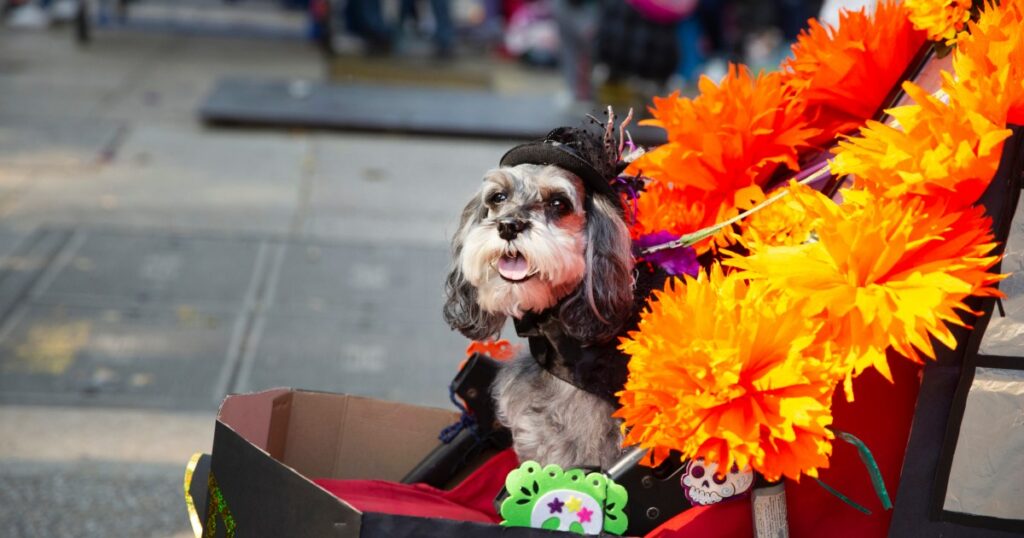 Halloween-Hundeparade am Tompkins Square nicht abgesagt