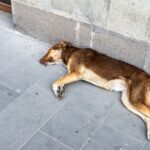 Hund aus San Antonio von Verdächtigem mit Gewehr ins Bein geschossen