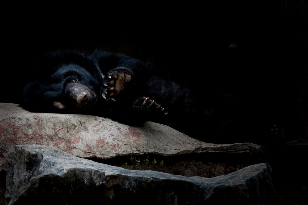 In der Nähe des gefangenen Hundes wurde ein schlafender Schwarzbär gefunden
