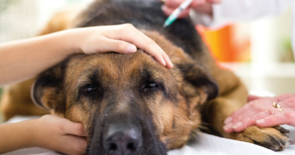 Hund mit Maden-befallener Halsverletzung in South Carolina gefunden