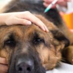Hund mit Maden-befallener Halsverletzung in South Carolina gefunden