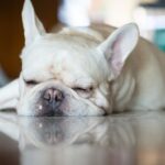 Hundetrainer aus Connecticut bekennt sich zu den Anklagen nicht schuldig