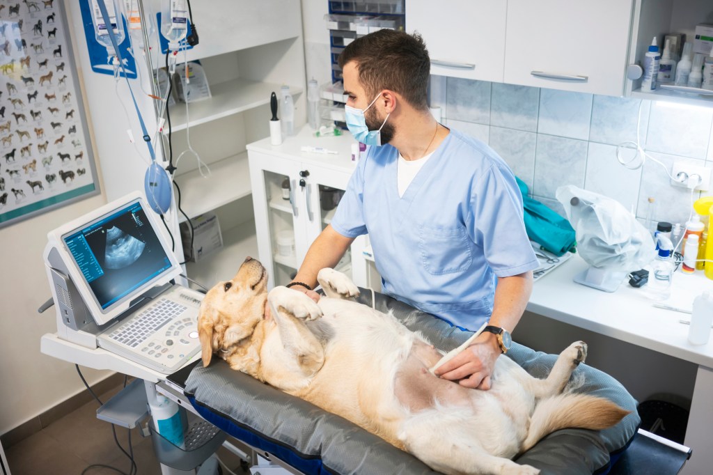Ein Labrador Retriever wird einer Ultraschalluntersuchung unterzogen, um nach Nieren- und Blasensteinen zu suchen.