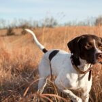 Jagdhund aus Virginia-Familie während einer Jagdveranstaltung gestohlen