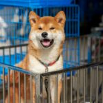 Louisville Metro Council verbietet Einzelhandelsverkauf von Hunden und Katzen