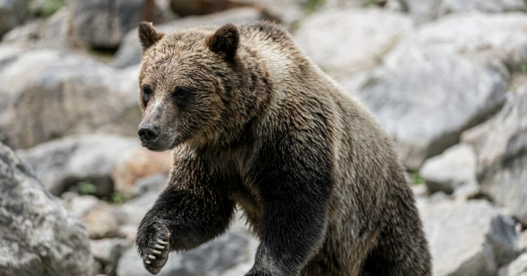 Paar und Hund von aggressivem Grizzlybären in Kanada getötet