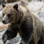 Paar und Hund von aggressivem Grizzlybären in Kanada getötet