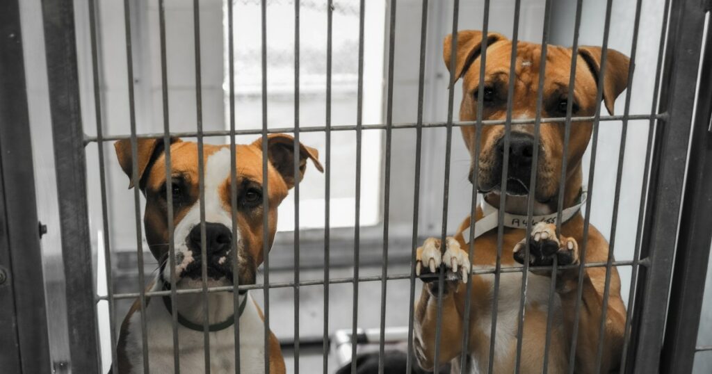 Philadelphia Shelter schläfert Hunde aus Platzmangel ein