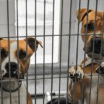 Philadelphia Shelter schläfert Hunde aus Platzmangel ein