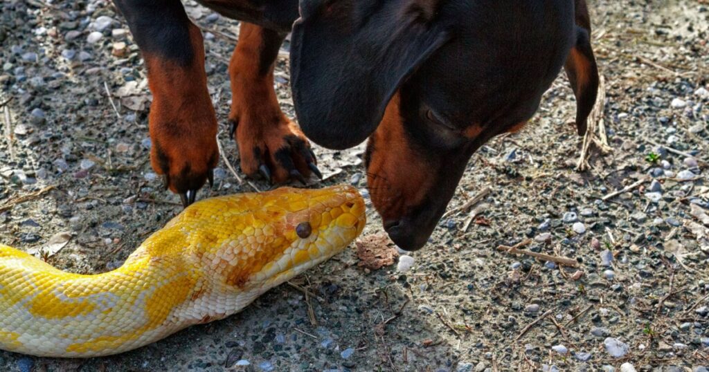 Postangestellter bringt den Hund der Familie nach einem Schlangenbiss eilig zum Tierarzt
