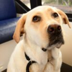 Preisgekrönter gehörloser Therapiehund tröstet Schulkinder