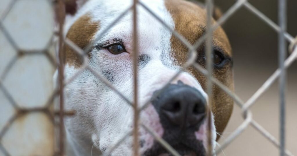 Regierungsbeamter angeblich in Hundekampfring verwickelt