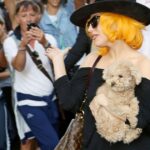 Richter entscheidet im Fall der gestohlenen Hunde von Lady Gaga: Anspruch auf Belohnung in Höhe von 500.000 US-Dollar abgewiesen