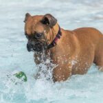 Schwimmen im algenbedeckten See verwandelt Hund in Hulk