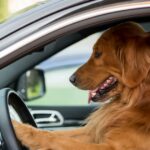 Slowakische Polizei erwischt Hund am Steuer eines Autos
