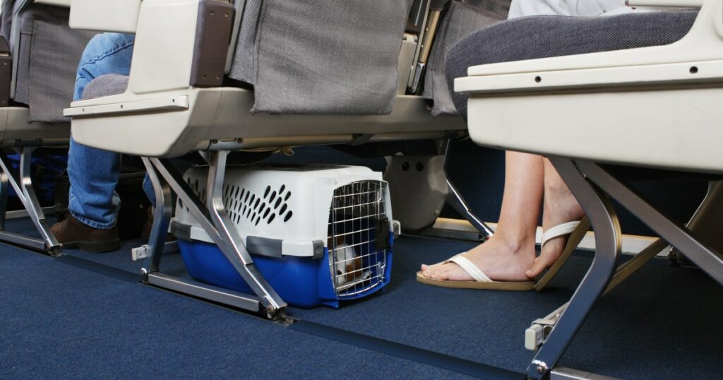 Southwest Airlines wirft Haustierbesitzer aus dem Flug, Clip geht viral