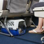 Southwest Airlines wirft Haustierbesitzer aus dem Flug, Clip geht viral