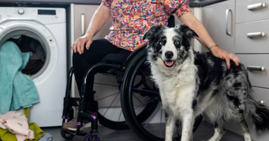 Streunender Hund gerettet und ausgebildet, um Menschen mit Behinderungen zu helfen
