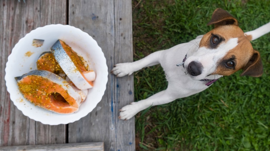 Ein Hund, bei dem das Risiko eines Thiaminmangels (Vitamin-B1-Mangel) besteht, mit einer Schüssel Fisch.