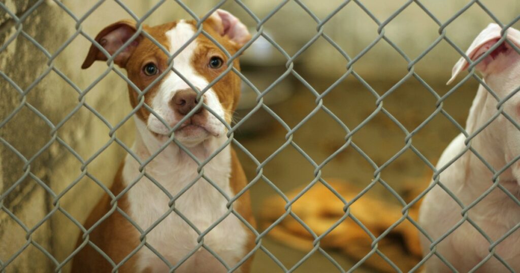 Tierpflegezentren in New York erreichen ihre Kapazitätsgrenze und sind wegen der Abgabe von Hunden geschlossen